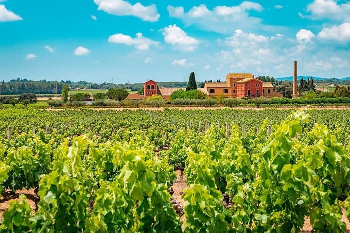 Half-Day Private Penedès Wine Tour from Barcelona — Cava Tastings & Vineyard Lunch photo 1