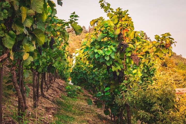 Kutna Hora Full-Day Private Tour & Biodynamic Wine Tasting from Prague photo 3