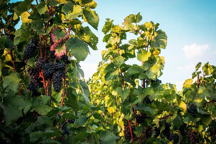 Kutna Hora Full-Day Private Tour & Biodynamic Wine Tasting from Prague photo 4