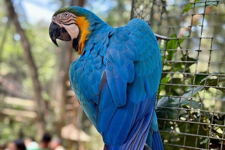 Brazilian Falls & Bird Park: Private One-Day Iguacu Tour photo 2