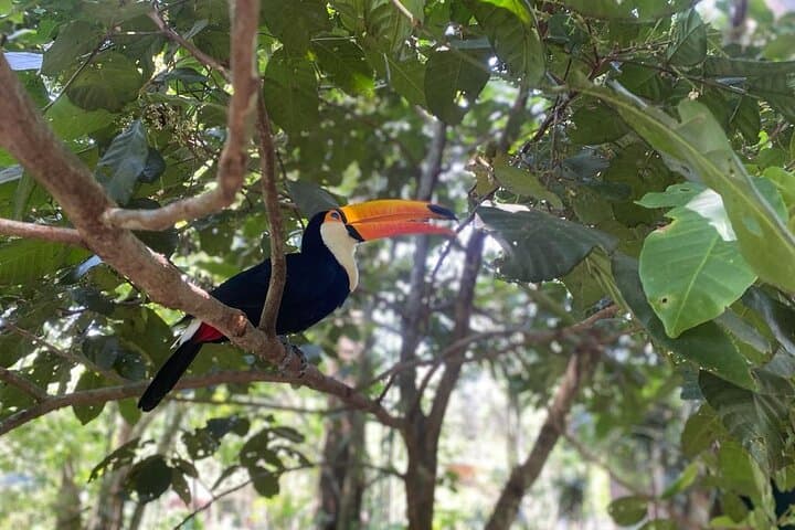 Brazilian Falls & Bird Park: Private One-Day Iguacu Tour photo 6