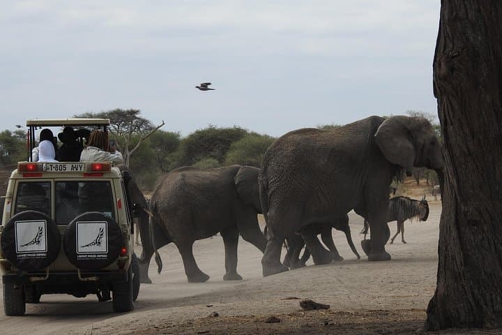 4-Day Tarangire, Serengeti & Ngorongoro Crater Safari photo 1