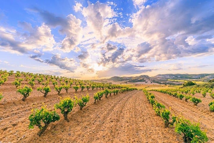 Private Ribera del Duero Wine Tour from Madrid — Full-Day Wineries & Tastings