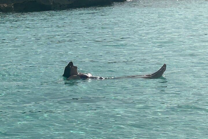 Private Rose Island Full-Day Cruise & Snorkel with Sea Turtles photo 4