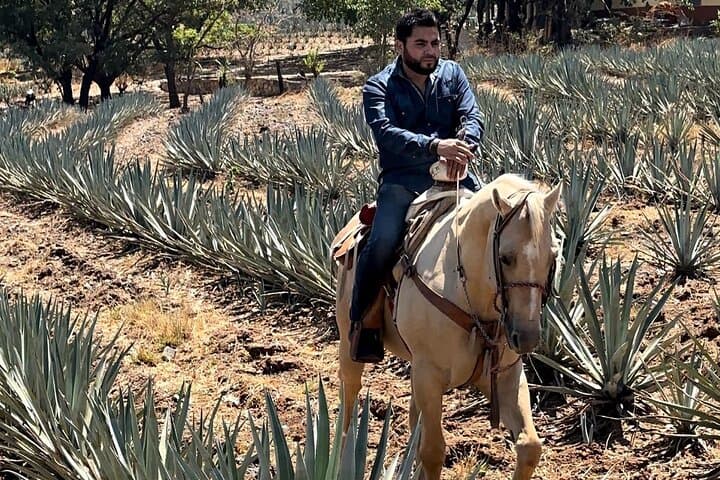 Tequila Horseback Ride & Distillery Tour Through Agave Fields