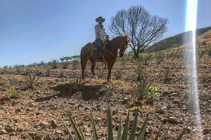 Tequila Horseback Ride & Distillery Tour Through Agave Fields photo 4