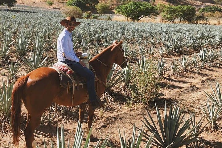 Tequila Horseback Ride & Distillery Tour Through Agave Fields photo 5