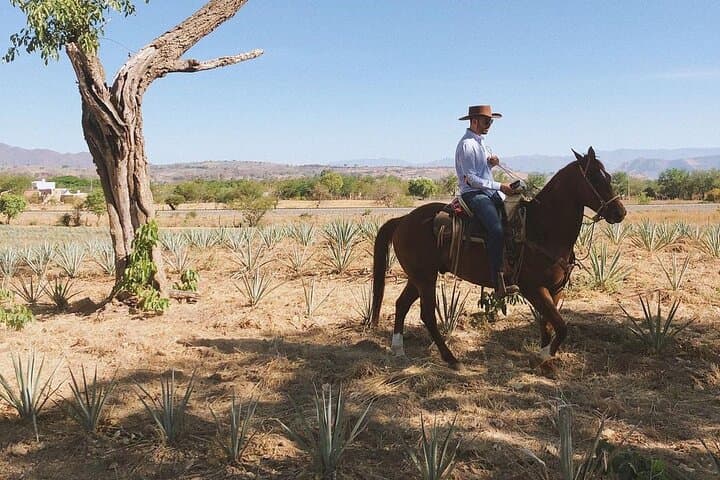 Tequila Horseback Ride & Distillery Tour Through Agave Fields photo 6