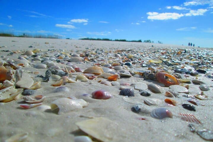 Private 4-Hour Beach Tour to Shell Key Preserve & Fort De Soto from St. Pete Beach photo 4