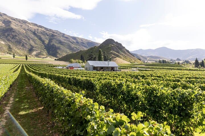 Gibbston Wine Tour: Premium Queenstown Tasting at 4 Wineries photo 3