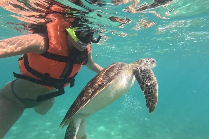 Private Snorkel with Green Turtles in Akumal Bay — Guided Marine Park Circuit photo 1