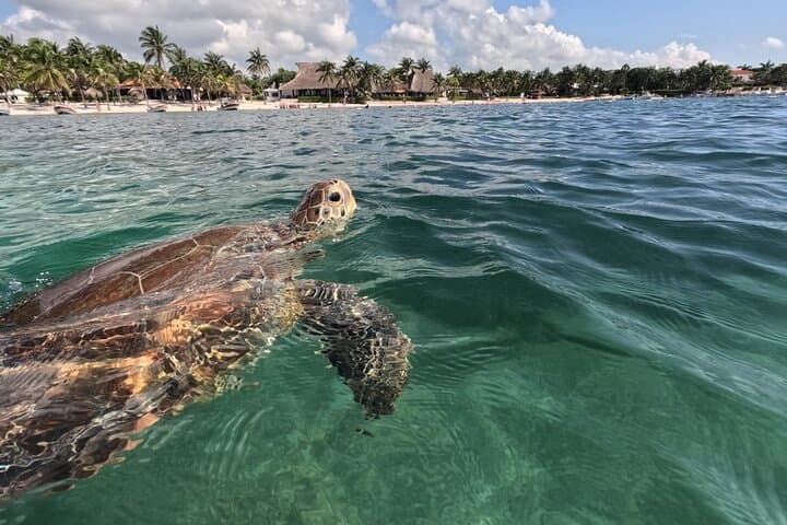 Private Snorkel with Green Turtles in Akumal Bay — Guided Marine Park Circuit photo 2