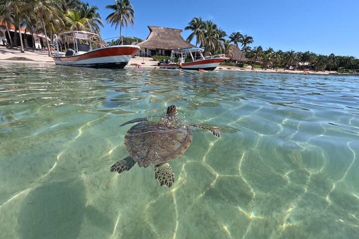Private Snorkel with Green Turtles in Akumal Bay — Guided Marine Park Circuit photo 3