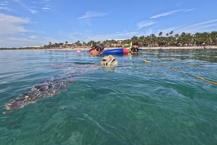 Private Snorkel with Green Turtles in Akumal Bay — Guided Marine Park Circuit photo 4