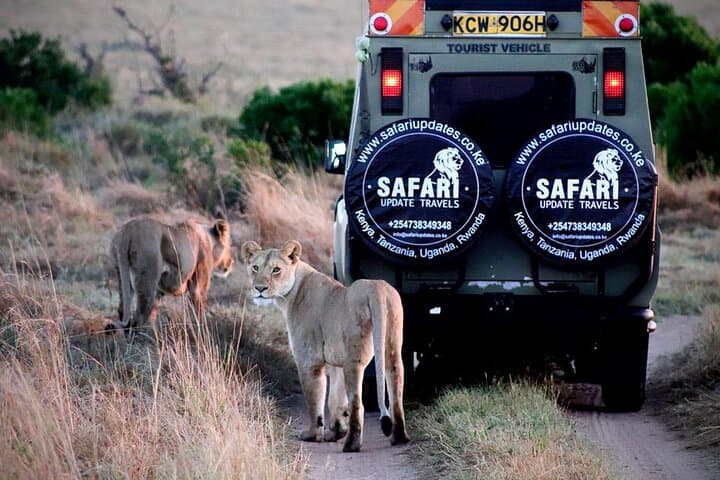3-Day Masai Mara Group Safari: Midrange 2-Night Game-Drive Adventure