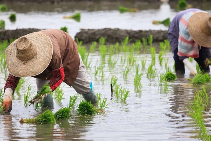 Jatiluwih Rice Terraces: Self-Guided Audio Walking Tour (UNESCO) photo 3