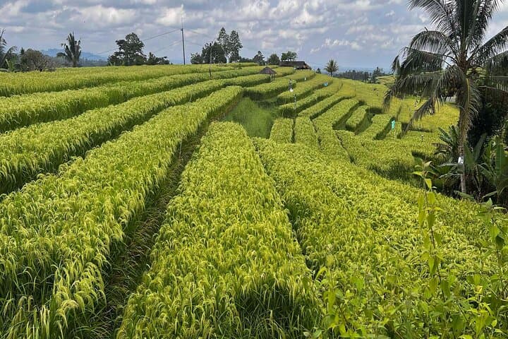 Jatiluwih Rice Terraces: Self-Guided Audio Walking Tour (UNESCO) photo 6