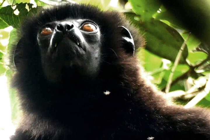 10-Day Private Madagascar Tour: Sainte-Marie, Pangalanes & Andasibe Wildlife photo 3