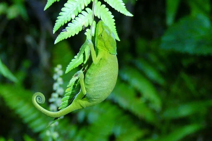 10-Day Private Madagascar Tour: Sainte-Marie, Pangalanes & Andasibe Wildlife photo 5