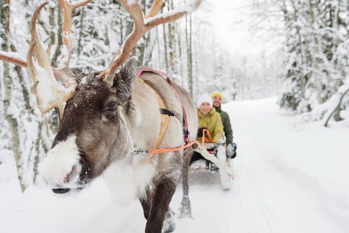 Lapland Reindeer Safari From Saariselkä — 2-Hour Reindeer Sled Ride & Sami Culture
