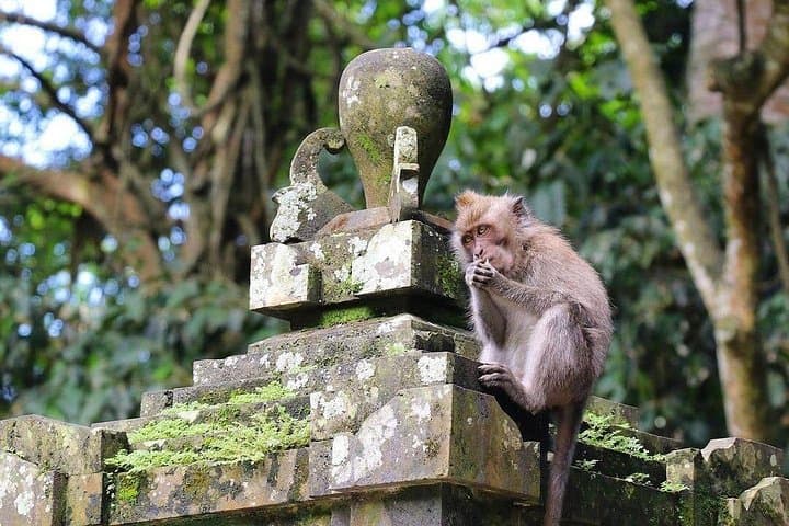 Sunset at Tanah Lot: All-Inclusive Tour to Tanah Lot Temple & Monkey Forest photo 3