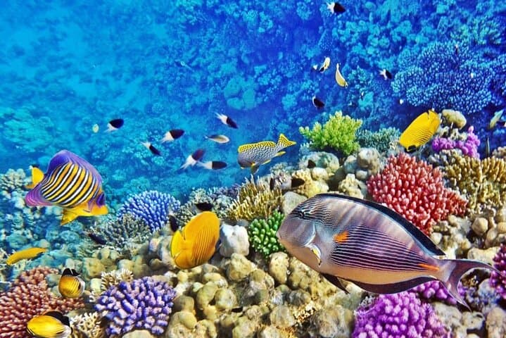 Snorkel the Blue Hole & Explore Ras Abu Gallum: Day Tour from Dahab photo 4