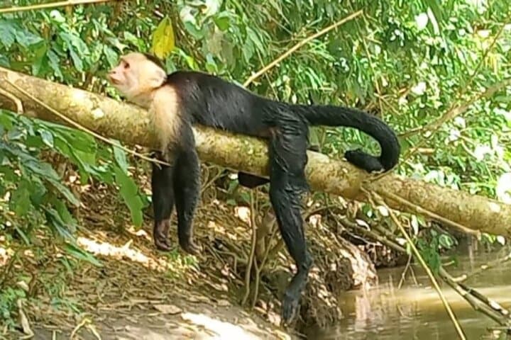 Sierpe River Mangrove Tour: Cruise Costa Rica's Largest Mangrove Forest photo 5