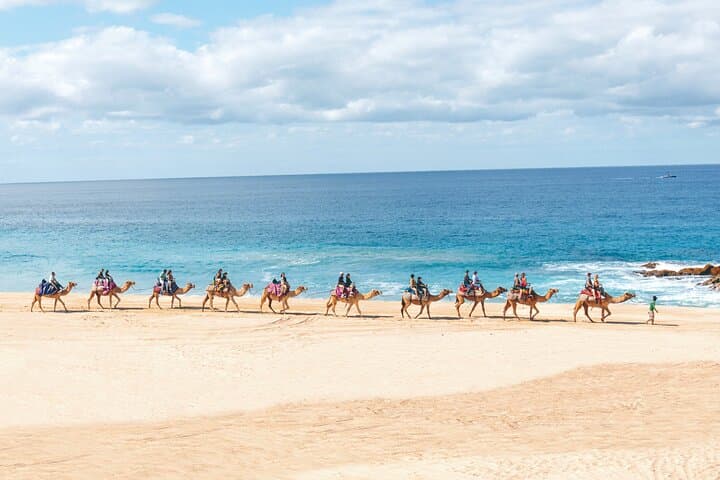 Cabo Beach Camel Ride & Encounter — Pacific Coast Camel Adventure photo 4