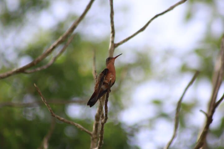 Merida Yucatan Birdwatching Tour Near Hacienda Dzoyaxché — Half-Day Birding photo 4