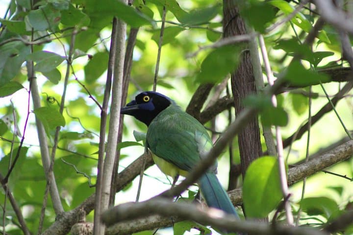 Merida Yucatan Birdwatching Tour Near Hacienda Dzoyaxché — Half-Day Birding photo 2