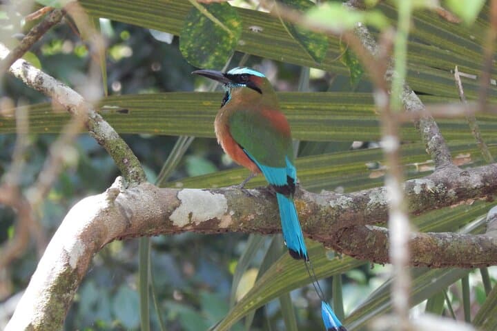 Merida Yucatan Birdwatching Tour Near Hacienda Dzoyaxché — Half-Day Birding photo 3