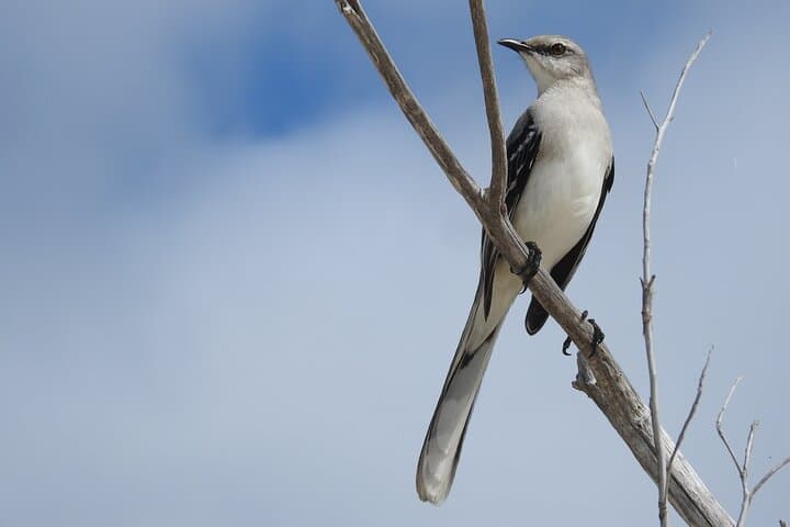 Merida Yucatan Birdwatching Tour Near Hacienda Dzoyaxché — Half-Day Birding photo 1