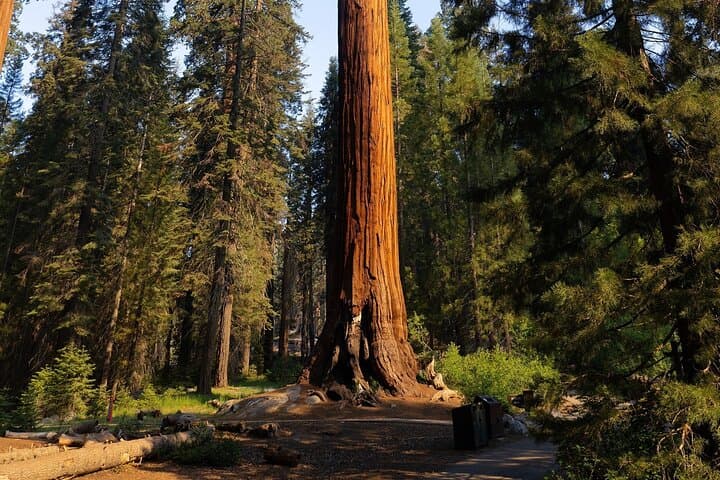 Heart of the Giant Forest Guided Hike to the General Sherman Tree photo 3