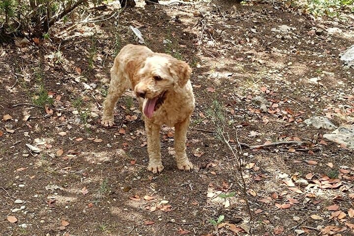 Truffle Hunting & Chianti Wine Tasting: A Tuscan Forage and Lunch Experience photo 4