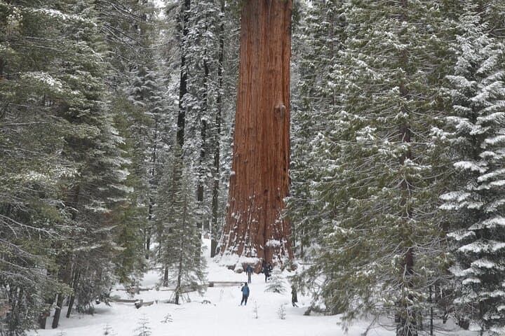 Heart of the Giant Forest Guided Hike to the General Sherman Tree photo 2