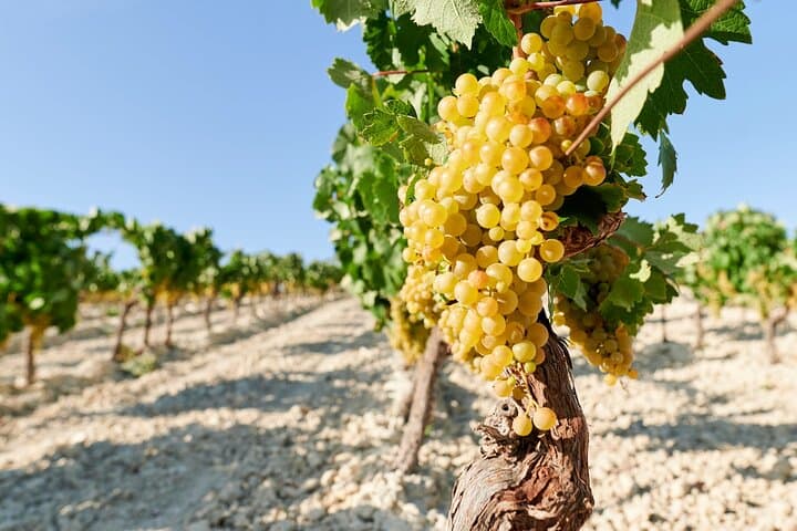 Half-Day Private Santorini Wine Tour: Assyrtiko Tastings & Caldera Views photo 5