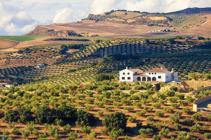 Full-Day Private Jerez & Cádiz Wine Tour from Seville: Sherry Tasting, Cellars & Seafront Lunch photo 1