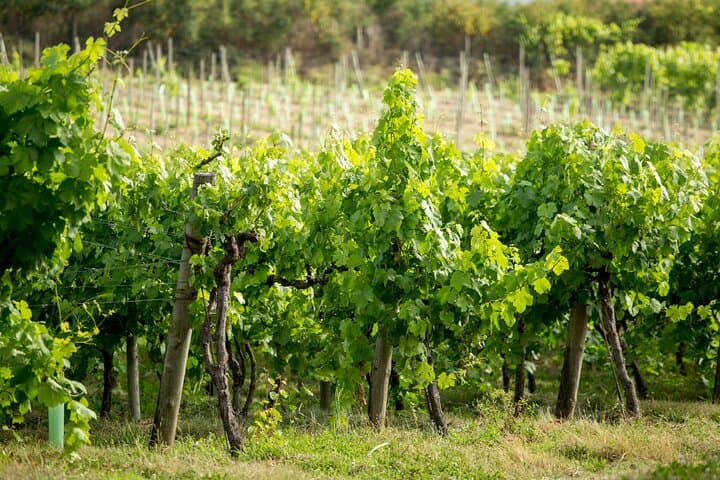 Douro Valley Private Wine Tour: Vinho Verde Quintas & Rabelo Boat Experience photo 3