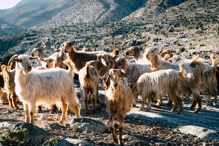 Private Full-Day Jebel Akhdar Tour from Muscat: Mountains, Markets & Omani Villages photo 3