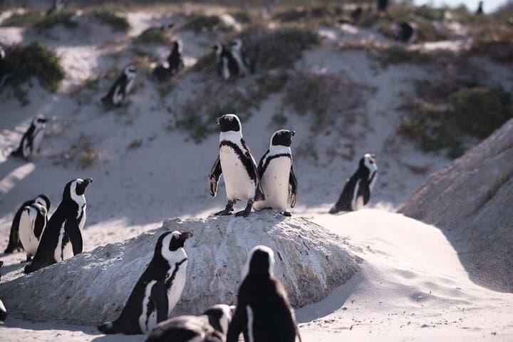 Best of Cape: Cape Point, Penguins & Table Mountain — Full-Day Private Tour from Cape Town photo 2