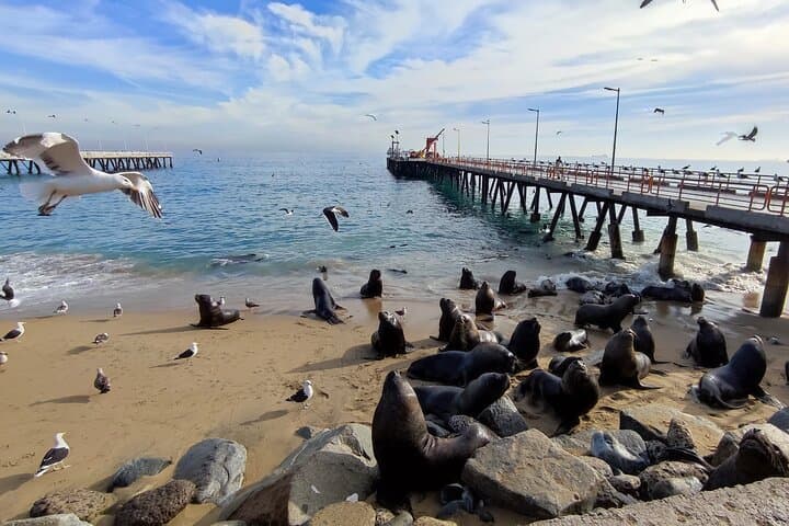 Private Full-Day Valparaíso & Viña del Mar Tour from Santiago — Street Art, Sea Lions & Funiculars photo 2