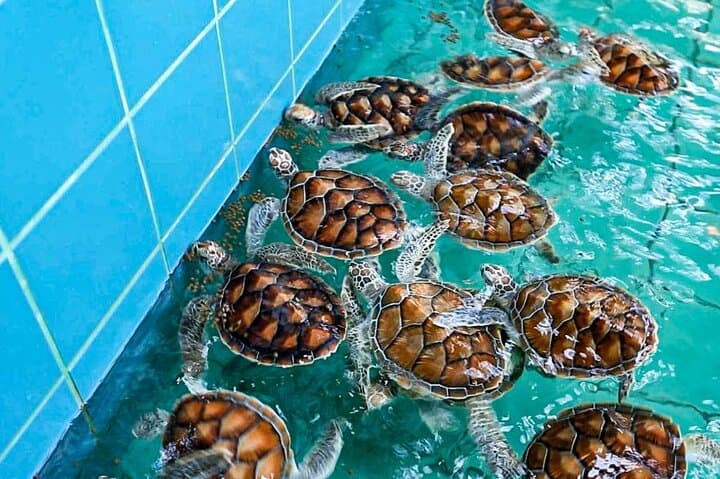 Khao Lak Expedition from Phuket: Jeep Safari, Bamboo Rafting & Turtle Sanctuary Day Trip photo 4