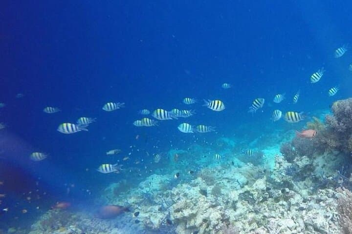 Zanzibar Full-Day Snorkeling: Mnemba Atoll, Turtle Encounter & Kendwa Sunset photo 4