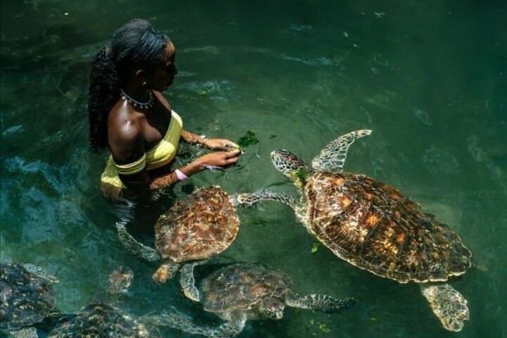 Full-Day Private Zanzibar Tour – Snorkel Mnemba, Turtle Pools & Kendwa Sunset
