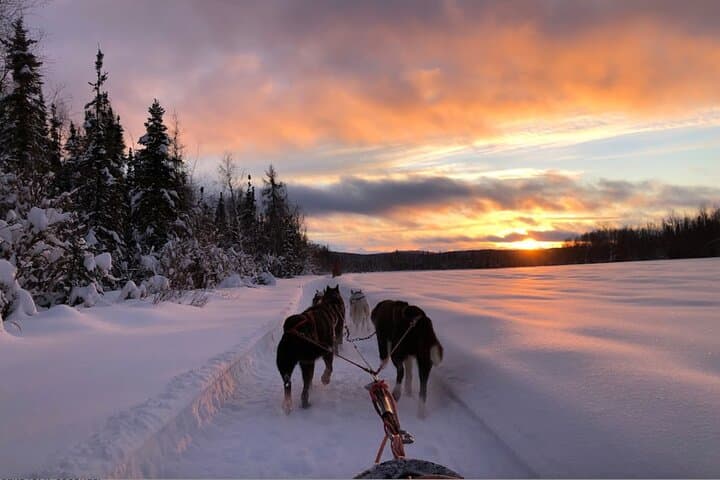 Dogsled Rides in Alaska: Scenic Borealis Forest Mushing Experience photo 3