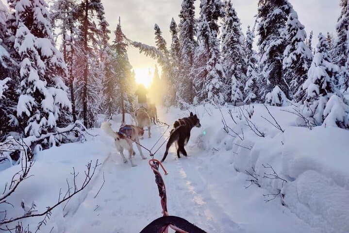 Dogsled Rides in Alaska: Scenic Borealis Forest Mushing Experience photo 2