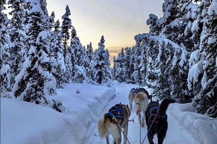 Dogsled Rides in Alaska: Scenic Borealis Forest Mushing Experience photo 4