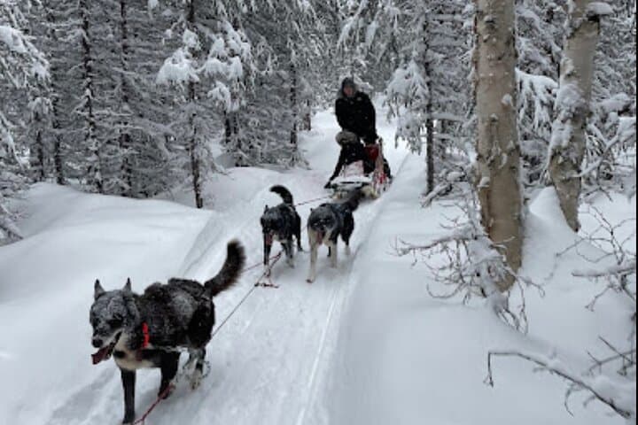 Dogsled Rides in Alaska: Scenic Borealis Forest Mushing Experience