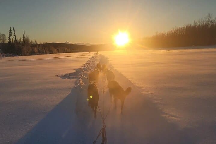 Dogsled Rides in Alaska: Scenic Borealis Forest Mushing Experience photo 5