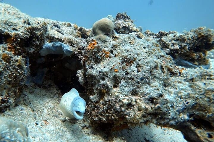 Full-Day Private Zanzibar Tour – Snorkel Mnemba, Turtle Pools & Kendwa Sunset photo 4